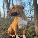 Jamie Macaulay - @gartlovedogcare - Instagram