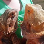 jamie mertz - @2dragontales - Instagram