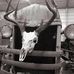 Jamie Tarver's European Skull Mounts - Facebook