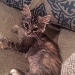 Jamie the Munchkin - @jamiethemunchkin - Instagram