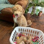 Jamie Ochoa - @valleyviewpoodles - Instagram