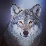 jamie olson - @jamieolson6660 - Instagram