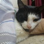 Jamie Packer - @iamlecat1 - Instagram