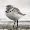 jamiespam69 - @jamiepatchett21 - TikTok