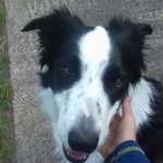 patch - @patch_and_jamie - Instagram