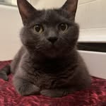 Jamie Ragan - @dos_gatos14850 - Instagram