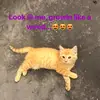 Jamie Randolph - @jamierandolph6 - TikTok
