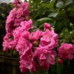 Jamie Rayburn - @southernjoyeuxgardens - Instagram