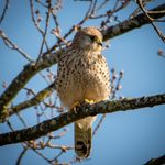 Jamie Reeve - @jamie_reeve_wildlife_photo - Instagram