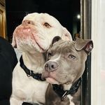 Vanessa Leigh, Jamie, Rex and Blue - @on.the.road.with.rex.and.blue - Instagram