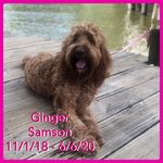 Jamie Samson - @irish_doodle_ginger - Instagram