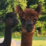 Jamie Shipp - @goodshipp - Instagram