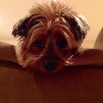 Comfycouch - @jamiesilberberg - Instagram