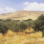 Jamie Sisson//אריאל ששון - @burningbushfarm - Instagram