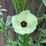 Jamie Slate - @julessmallgardening - Instagram