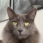Jamie the Cat - @jamiesohungry - Instagram