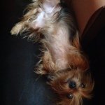 Jamie Sole - @doggy____luuuvv - Instagram
