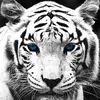 jamiestjohn373 - @jamiestjohn373 - TikTok