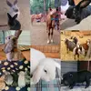Jamie Sykowski - @velarisranch - TikTok