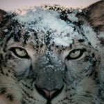 jamie teal - @snowteal - Instagram
