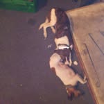 Jamie Tonkin - @tonkin6883 - Instagram