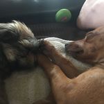 Jamie Tudor - @moose_chewie_thebandit - Instagram