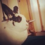 Jamie VanDyke - @soft_n_cuddley - Instagram