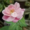jamil baba - @jamil.baba31 - TikTok
