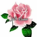 OMID - @jamilmayahi - Instagram