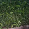 Jamila Shaikh - @jamilashaikh8692 - TikTok