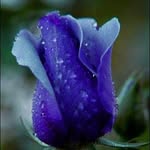 Jamila Shaikh - @jamila.shaikh.123276 - Instagram