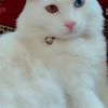 Jamila - @jamilasheikh_ - TikTok
