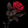 user3908916515335 - @jamilayassin1 - TikTok