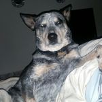 jameson burrell - @jamesthemandog - Instagram