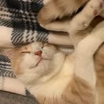 Jamison Chang - @liljam222 - Instagram