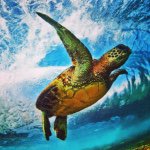 Craig - @craig.jamison - Instagram