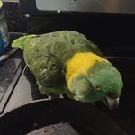 Jamison Gabriel Gallagher - @applerpeabody - Instagram