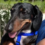 Jamison “Jamie” Elliot 💛 - @jamie.theweinerdog - Instagram