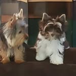 McClain - @mcclain_and_jamison_yorkies - Instagram