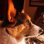 Jan Adkins - @cattailcreekcorgis - Instagram