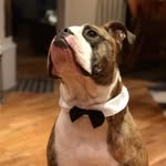 Jan-Allan - @janallan_thedog - Instagram