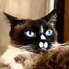 JakeyBigMistakey - @jenandrasko - TikTok