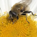 Jan Barron - @gardeningatthebungalow - Instagram