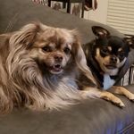 Jan Beach - @katt01dog - Instagram