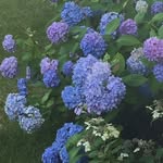 Jan Beaver - @sweet_smile_blooms - Instagram