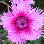 Jan Billington - @edible_flowers - Instagram