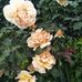 Jan Blades - Facebook