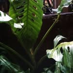 monstera janbol - @janboltondano - Instagram