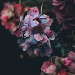 jan boswell@ - @midniteblueflowers - Instagram