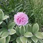 Jan Boswell - @buchman129 - Instagram